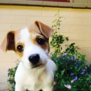 한마음펫 이미지