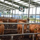 신우한우농장 이미지