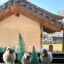 관솔길 | 강릉피자 화덕 맛집 주차O [라몬타냐]