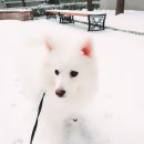 멍멍식객 이미지