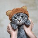 고양이 모자 이미지