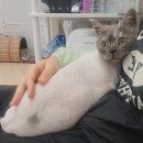 고양이 무마취 미용/ 구로구, 광명 고양이 미용실/페르시안 엉킨 털 미용 후기