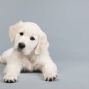 산책동물병원 이미지