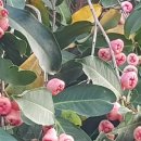 낭푼밥상 이미지