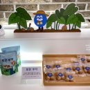 토란이랑기차랑 | 곡성 기차마을 카페 미스터공기 토란 타르트, 토란 굿즈