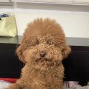 살롱드미미즈 이미지