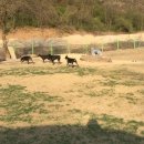 소문켄넬 이미지