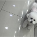 멍데렐라 이미지