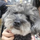 함께할개 사랑할개 이미지