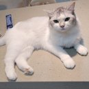 커뮤니캣 고양이 호텔&미용실 | 인천 청라 고양이 방문탁묘 커뮤니캣 <로랑이>