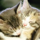 그루밍멍멍 이미지