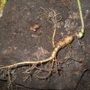 삼구사구 이미지