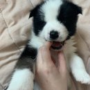 레오동물병원 이미지