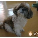 피아민트 이미지