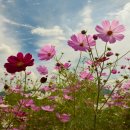 삼락강변공원 이미지