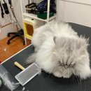 고양이무마취미용 나의캣 이미지