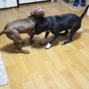 돼지두마리 이미지