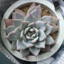 파랑새농장 이미지