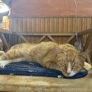 (주)에디넷 이미지