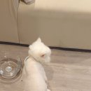 냥냥살롱 이미지