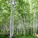 자작나무숲 스테이 이미지