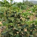 황칠나무집 이미지