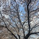 구밭골식당 | [대구벚꽃명소] 현풍 달창지 벚꽃축제.아이들과가볼만한곳.벚꽃드라이브. 벚꽃만개. 비슬산 구밭골식당