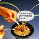 한국춘란의 식물생장홀몬제를 이용한 신아유도(합배관23) 이미지