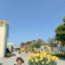 신안 | 노란 빛으로 가득한 2026 신안 수선화 축제 실시간 후기!