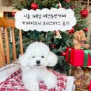 엠티브이5로 | 시흥 거북섬 애견동반카페 카페피크닉 크리스마스 후기