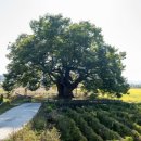 영풍 단촌리 느티나무 이미지