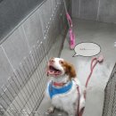 여시발바닥 이미지