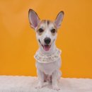 눈이부시개PET | 주안애견미용 재방문 후기🐶 눈이부시개 웰시코기 미용 이야기