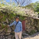 서산-동부-비상-24 | 여행 2탄) 상왕산 개심사 청벚꽃/겹벚꽃 절정 후기 (4월24일 방문)/4월 충남 꽃놀이/가볼만한 곳/주차장