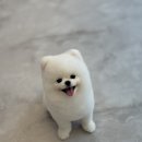 댕데이지 이미지
