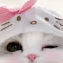 신사 라일리메이크업에서 아가냥 헤메ꔛ라비돌호텔 라운지 캐슬🏰