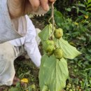 머루와 다래 이미지