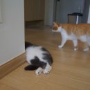 그루밍 루니 이미지