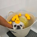 퍼피짱 대도점 이미지