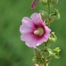 월롱초등학교 이미지