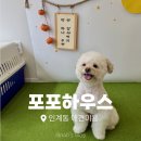 인계초교 | 수원 애견미용 포포하우스 :: 스트레스 없는 미용, 털로 만든 키링까지🐾