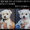 몽몽쓰 이미지