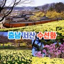 【제265차】명품트레킹 서산 유기방 수선화축제.개심사 왕벚꽃.해미읍성 트레킹 안내 4월13일(일요일) 이미지