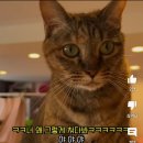 아 이 일본 고양이 춘봉 첨지 집사 싫어하는 거 개웃기다 이미지