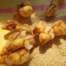 *명품* 유기농 유정란 세일판매 선착순 30박스 소중한분께 선물용으로 최고에요* 이미지