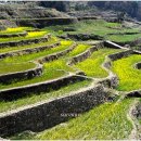 가천다랭이마을 이미지