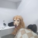 버블버블 애견샵 이미지