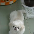 수원-0943 이미지