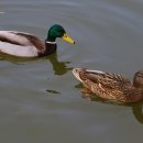 호수정원 이미지