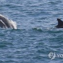 돌고래아파트 이미지